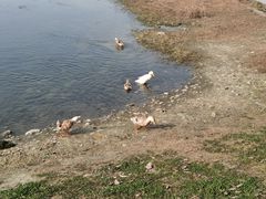 -两河城市森林公园