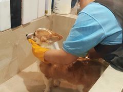 -艾贝尔宠物医院·24H转诊中心·肿瘤猫专科(江宁双龙店)