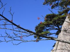 -青枫公园