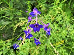 -白草畔自然风景区