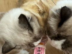 -唐小姐の私宠·宠物洗护美容·撸猫馆·购宠(周浦万达旗舰店)