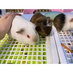 -Moni星球萌宠·小马宝莉·灵蛇·高端高阶全萌宠互动体验俱乐部(红豆国际广场店)