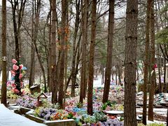 -洛阳白云山景区
