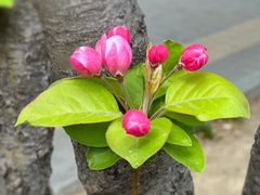 -簋街