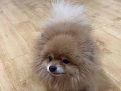 -喵百万·布偶·蓝金金渐层英短·猫舍(百子湾店)