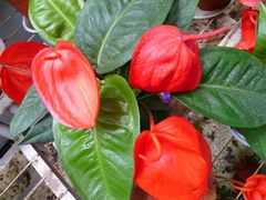 android_upload_pic-祥源·阜阳生态乐园