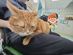 -北京观赏动物医院·24小时大型综合·猫专科·异宠专科
