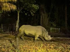 -清迈夜间动物园