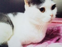 -瑞派动物医院·猫专科·至诚(江南中分院)