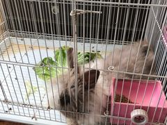-曲阳花鸟市场(曲阳路店)