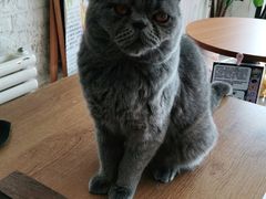 -平行世界·猫咖(首经贸店)