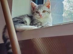 -翊宠yipet猫狗购宠庄园犬舍•猫舍