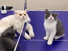 -佳雯宠物医院(四明中路分院)