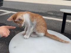 -瑞派伍一宠物医院·眼科·骨科·猫科转诊中心(马王堆院)
