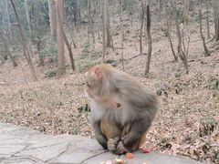 -黔灵山公园