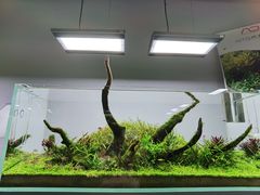 -ADA自然水景世界