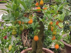 -三圣花乡旅游区