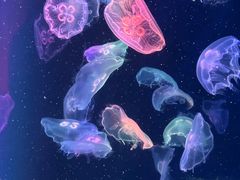 -海合安成都极地海洋公园