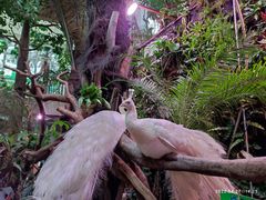 -正佳雨林生态植物园