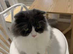 -李小姐の猫咖啡馆(五角场店)