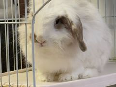 -宠物兔专门店(天丰利市场店)