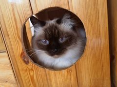 -猫的茶·猫咖