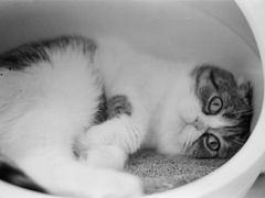 -啵啵喵·猫咖(攀华国际店)