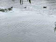 -东园小馆·早茶·淮扬小炒(宋夹城店)