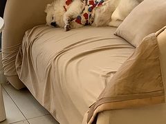 -怪兽屋·羊驼·猫咖·狗咖(俊华广场店)