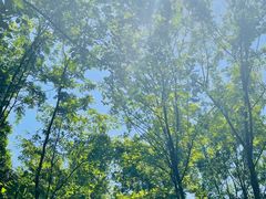 -桤木河湿地公园