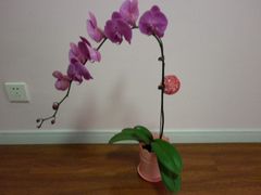 -FEI FEI FLOWER鲜花店·气球派对·宝宝宴布置(虹口德必运动Loft店)