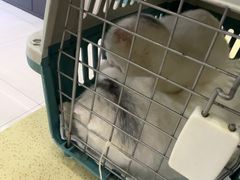 -天宠宠物医院24小时·急重症诊疗中心·全科·腔镜特色(和平分院)