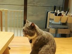 -啵啵喵·猫咖(攀华国际店)