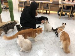 -喵园·猫主题咖啡厅·撸猫·猫咖(国贸店)