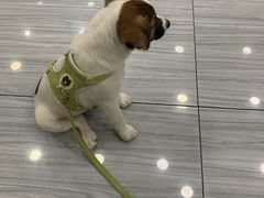 -瑞派名望24h动物医院异宠专科·猫专科·骨科·重症监护分院