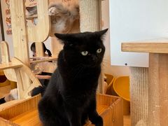-有喵·猫咖·狗咖·30几只猫10只小狗(岗厦店)