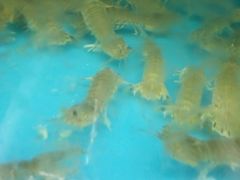 -日照大牌檔•小船海鲜(万平口店)