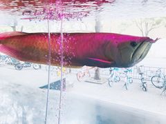 -宝岛眼镜(杭州万塘路旗舰店)