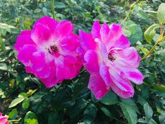 -人民公园(罗湖区)