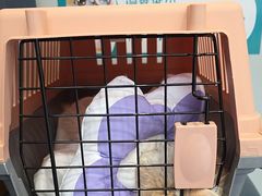 -伟伟宠物医院·瑞派猫友好医院·猫科(光谷店)