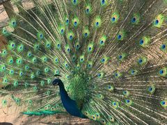 -长白岛森林公园