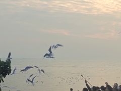 -深圳湾公园(南山区)