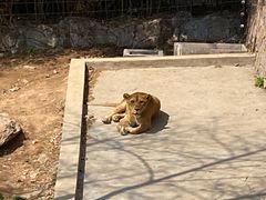 -西霞口神雕山野生动物世界