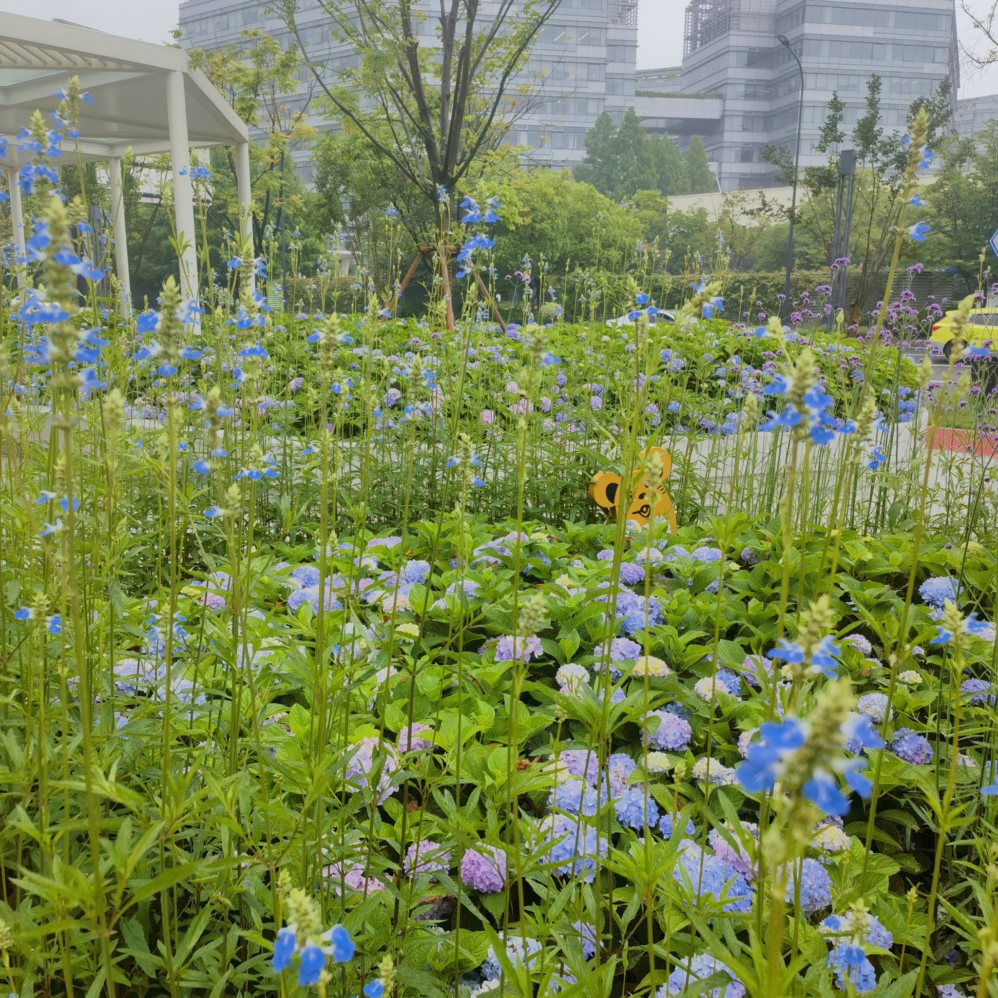超美的绣球花绿化带