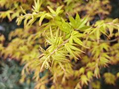 -庐山风景区花径公园