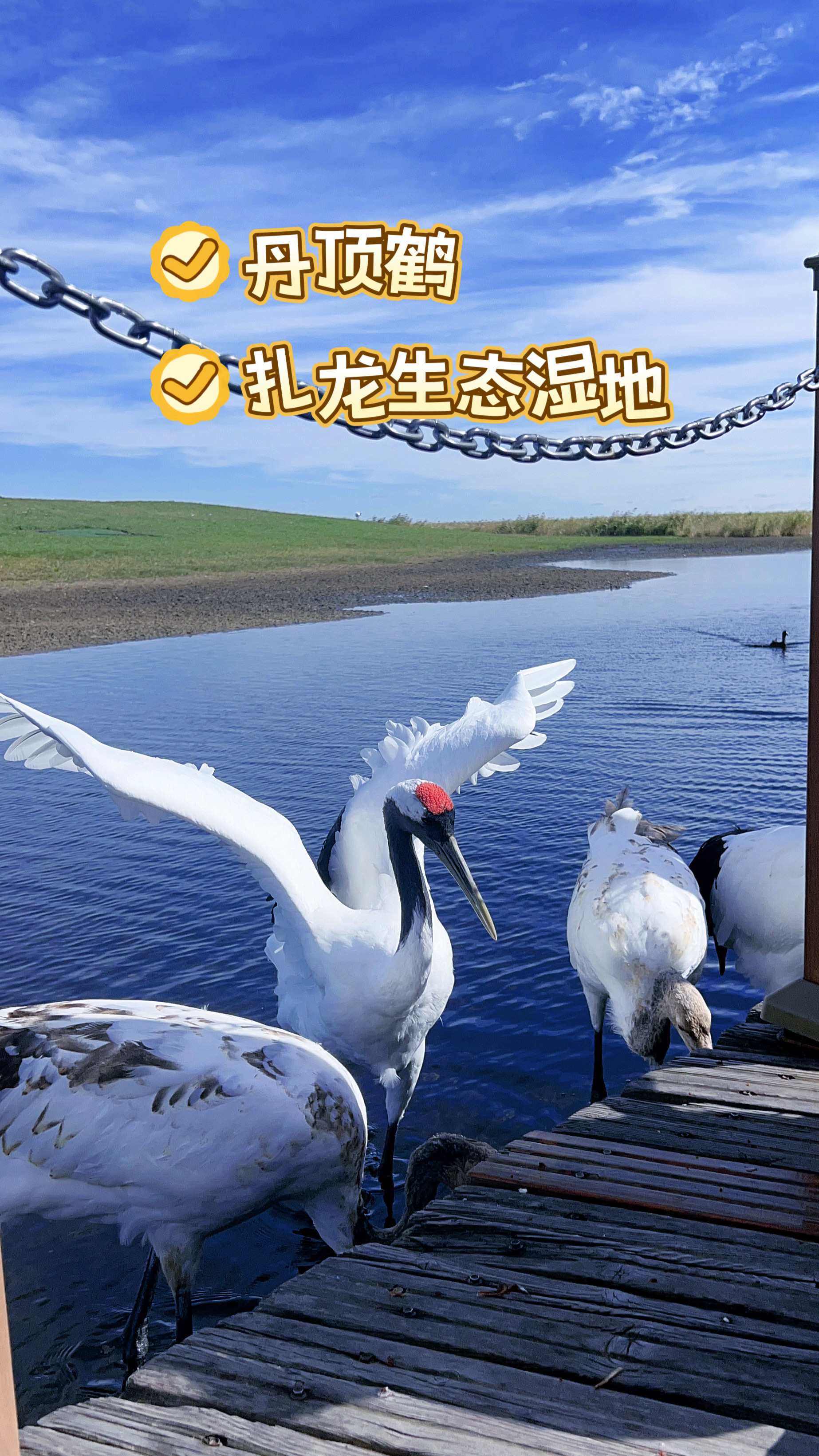 齐齐哈尔丹顶鹤|扎龙生态湿地