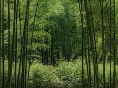 -杭州植物园