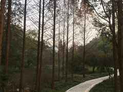 -重庆彩云湖湿地公园
