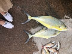 -尼甘布海鲜市场