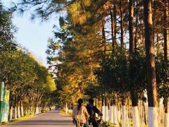 -合肥滨湖国家森林公园